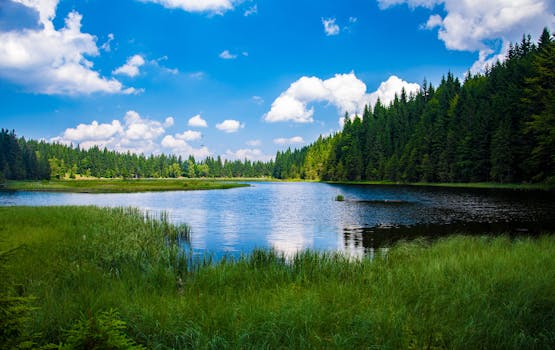 nutrient neutrality Beautiful landscape of a tranquil lake surrounded by dense green forest under a clear blue sky.